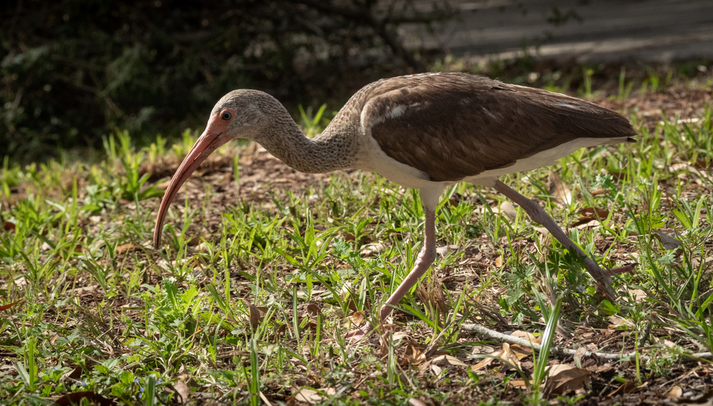 White Ibis Camping Park