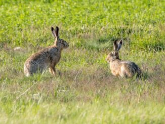 Texas Parks & Wildlife Department Asks People to Report Dead Rabbits