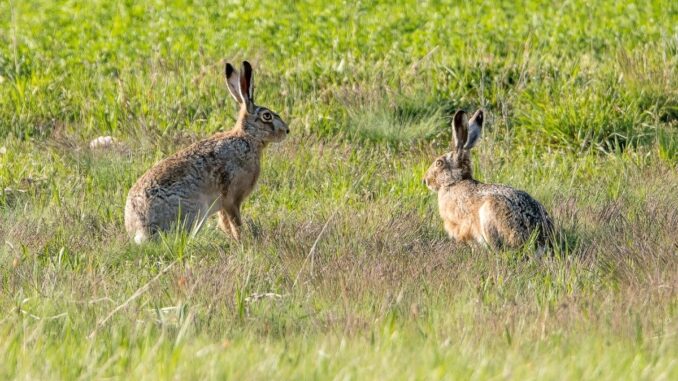 Wild Rabbits Texas