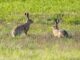 Texas Parks & Wildlife Department Asks People to Report Dead Rabbits