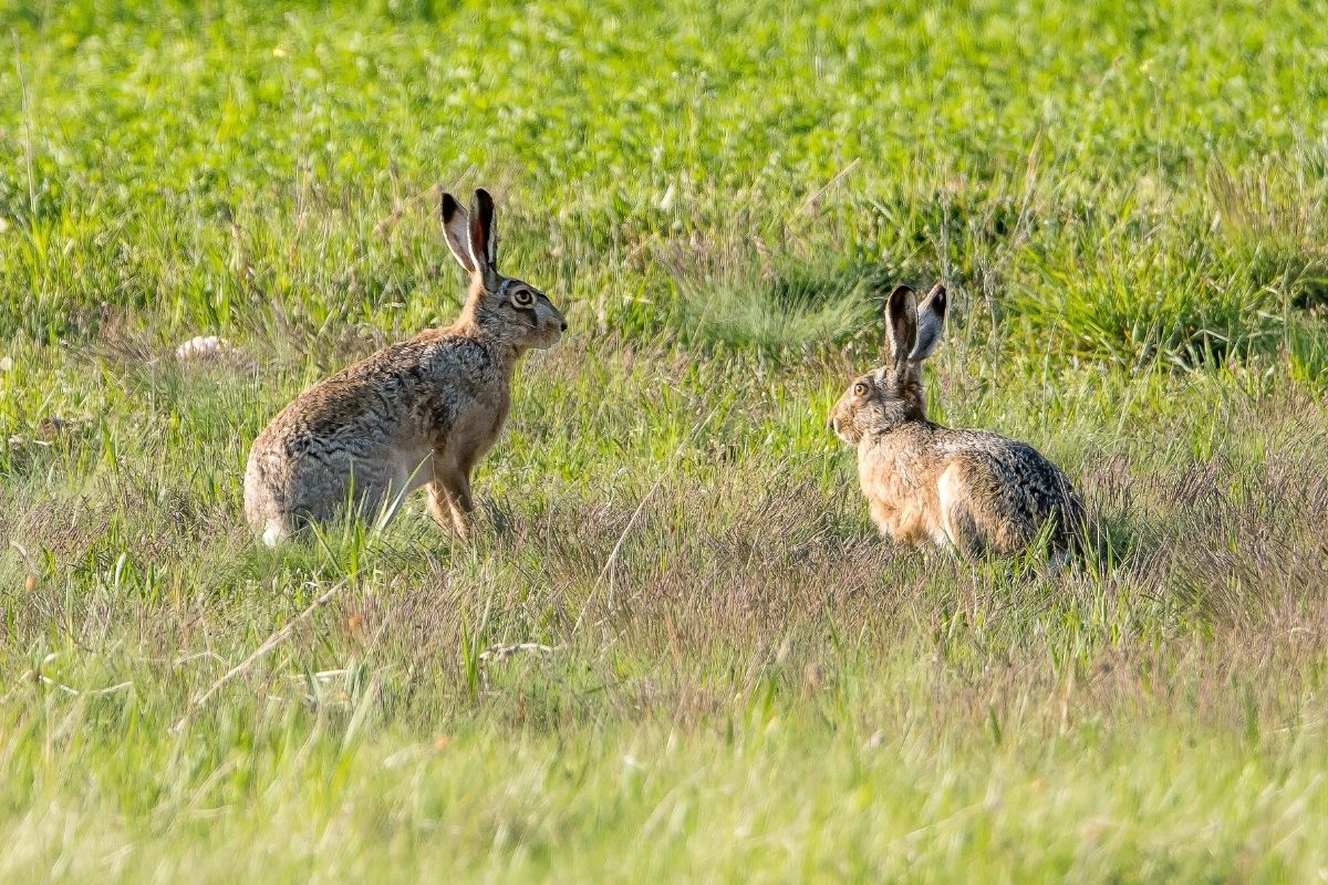 Texas Parks & Wildlife Department Asks People to Report Dead Rabbits
